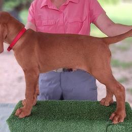 Wirehaired Vizslas from Áldott Wirehaired Vizslas