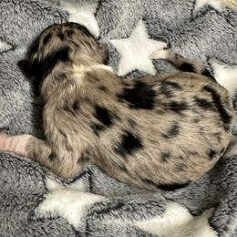 Hendrix - Blue merle male Aussiedoodle puppy in Kensington, Ohio from Hickory Hideaway Doodles