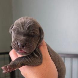 Blue tan or brindle point - Blue male Great Dane puppy in Port Clinton, Ohio from LakeSide Danes