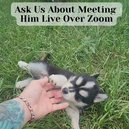 Sage - Black and white male Pomsky puppy in Weir, Texas from Bluebonnet Pomskies