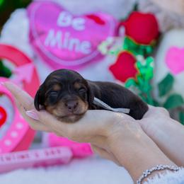 Max - Chocolate and tan male Dachshund puppy in Fort Myers, Florida from Blossom Paws
