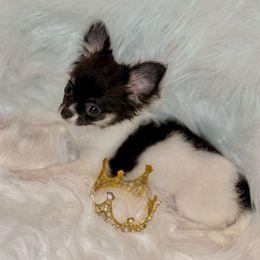 Toby - Black and white male Chihuahua puppy in Houston, Texas from York-Chi House