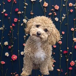 Bronco - Maltipoo