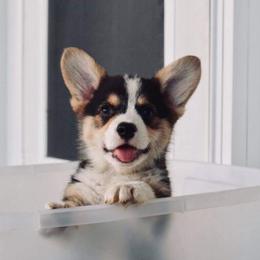 Pembroke Welsh Corgi Puppies from Edgewood Farm