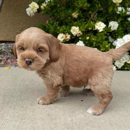 Toto - Golden male Cockapoo puppy in Roseville, California from Darby Park Doodles