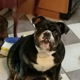 Jersey - English Bulldog
