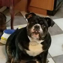 Jersey - English Bulldog
