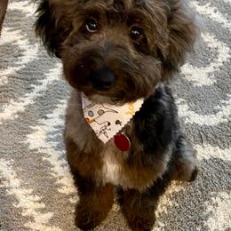Aussiedoodle Puppies from Steindoodles