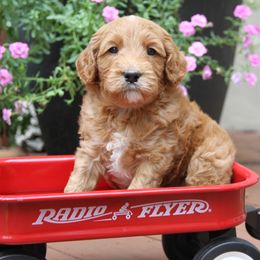 Australian Labradoodle Puppies from Cotton Creek Labradoodles