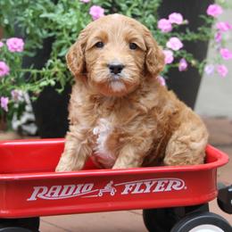 Australian Labradoodle Puppies from Cotton Creek Labradoodles