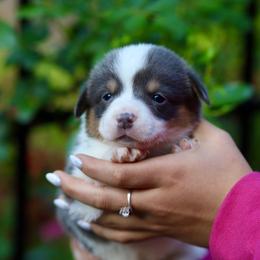 Girl 1 - Blue female Pembroke Welsh Corgi puppy in Ocala, Florida from Dolan Farms Corgis