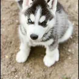 Siberian Husky Puppies from Antler Creek Siberians