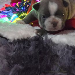 Boston Terrier Puppies from Aronow pups