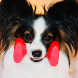 Papillon All Grown Up from DogBond