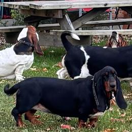 Lady - Black brown and white female Basset Hound puppy in Manton, Michigan from BeckysBassets