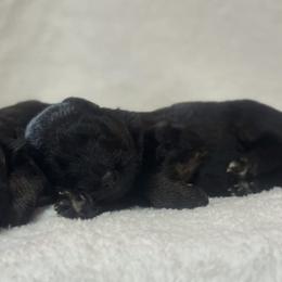 Male 1 - Bi-color male German Shepherd puppy in Pickens, South Carolina from Von Maqqedah Haus German Shepherds