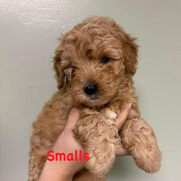 Smalls - Cream male Goldendoodle puppy in Dayton, Tennessee from MK Goldendoodles