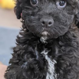 Aussiedoodle, Cavapoo, and Poodle Puppies from Robin's Nest Farm