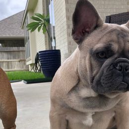 French Bulldogs from Biltwell Frenchies