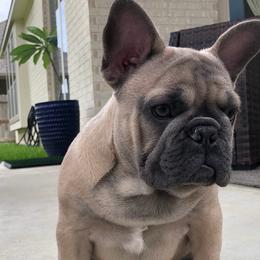 French Bulldogs from Biltwell Frenchies
