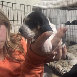 Girl 3 - Black brown and white female Basset Hound puppy in Brandon, Mississippi from Milton’s Bassets