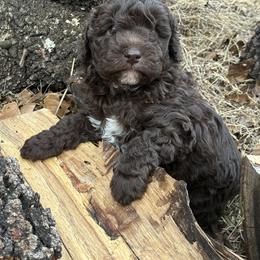 Prince - Brown and white male Aussiedoodle puppy in Oklahoma City, Oklahoma from Foneb Farm - The F1B Farm