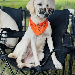 Cotton - Yellow female Labrador Retriever puppy in Boerne, Texas from Limestone Labradors