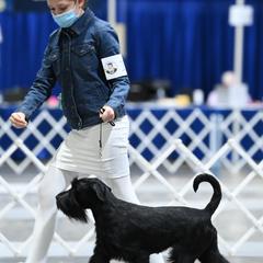 Standard Schnauzers from Jolanie Schnauzers