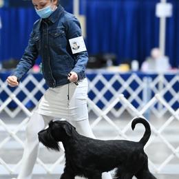 Standard Schnauzers from Jolanie Schnauzers