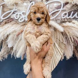 Sunny - Apricot male Goldendoodle puppy in Pearland, Texas from Posh Paws Puppies