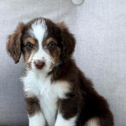 Versace - Red phantom female Aussiedoodle puppy in Decatur, Illinois from Signature Doodles