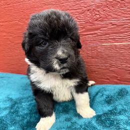 Barney - White and black male Newfoundland puppy in Goodhue, Minnesota from Claypits Newfoundlands