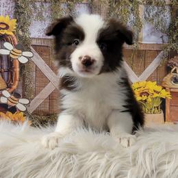 Border Collie Puppies from Borderline Kennels