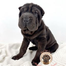 Fatty patty - Black female Chinese Shar-Pei puppy in Hugo, Oklahoma from Mini Hippo Land