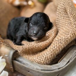 River - Silver male Poodle puppy in Chapel Hill, North Carolina from Cyndi’s Poodles