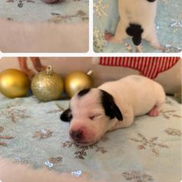 Harmony - Black and cream female Dachshund puppy in Saint Paul, Minnesota from Vibrant Eyes Doxies