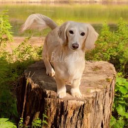 Loki - Dachshund
