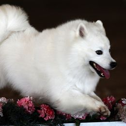 American Eskimo Dogs from Shalom American Eskimos