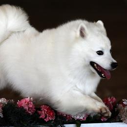 American Eskimo Dogs from Shalom American Eskimos