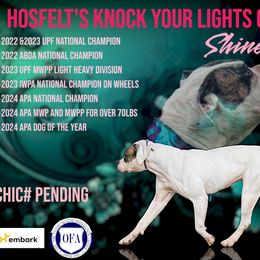 Shiner - American Bulldog