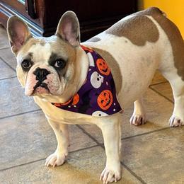 French Bulldog puppies from Rock N’ Roll Frenchies