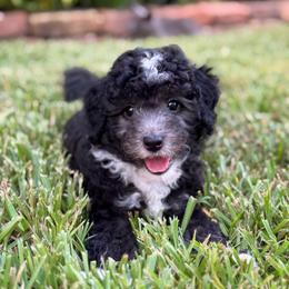 Eric - Black and white male Sheepadoodle puppy in Wharton, Texas from Little Fur Friends