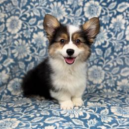 Claussen - Black and tan male Pembroke Welsh Corgi puppy in Columbia, Tennessee from Wiggle B Ranch Corgis