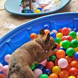Belgian Laekenois Puppies from Cal Curly Coats Belgian Laekenois