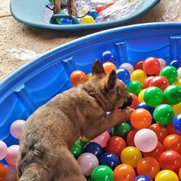 Belgian Laekenois Puppies from Cal Curly Coats Belgian Laekenois