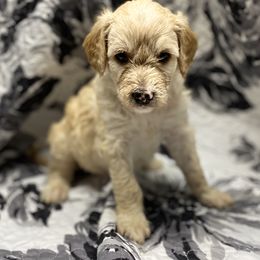 Goldendoodles from Cooper Doodle