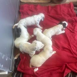Boy 3 - White and black male Dalmatian puppy in Williamsburg, Ohio from Dewey’s Dals