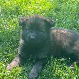 Ms. Black - Sable female German Shepherd puppy in Berlin, Wisconsin from Gypsy Miracle Kennels