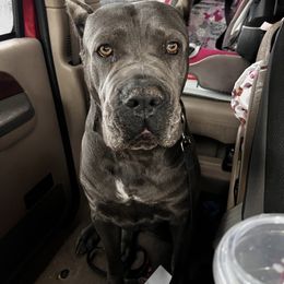 Stella Rose - Cane Corso