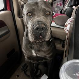 Stella Rose - Cane Corso